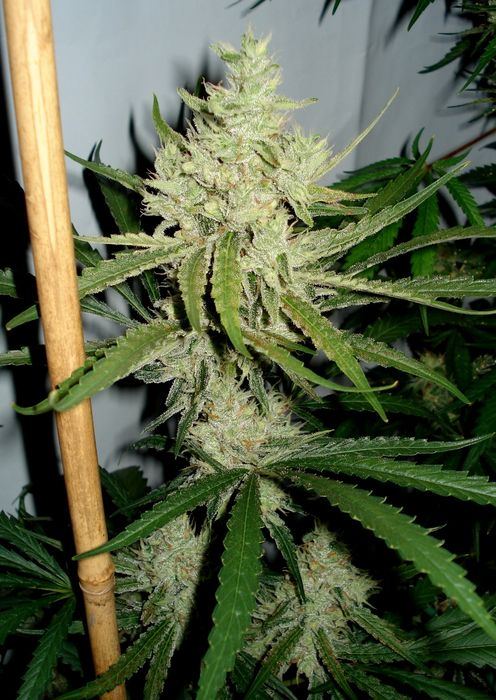 11133Amnesia7weeks2.JPG