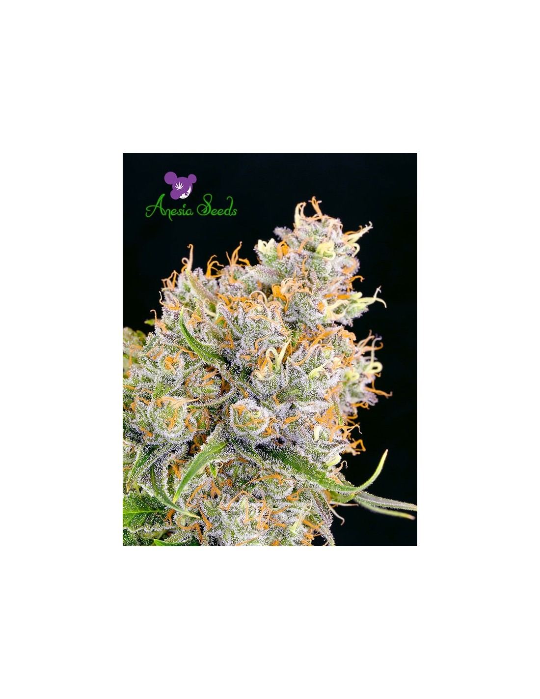 oaseeds.com