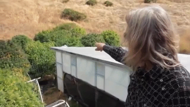 giphy.gif