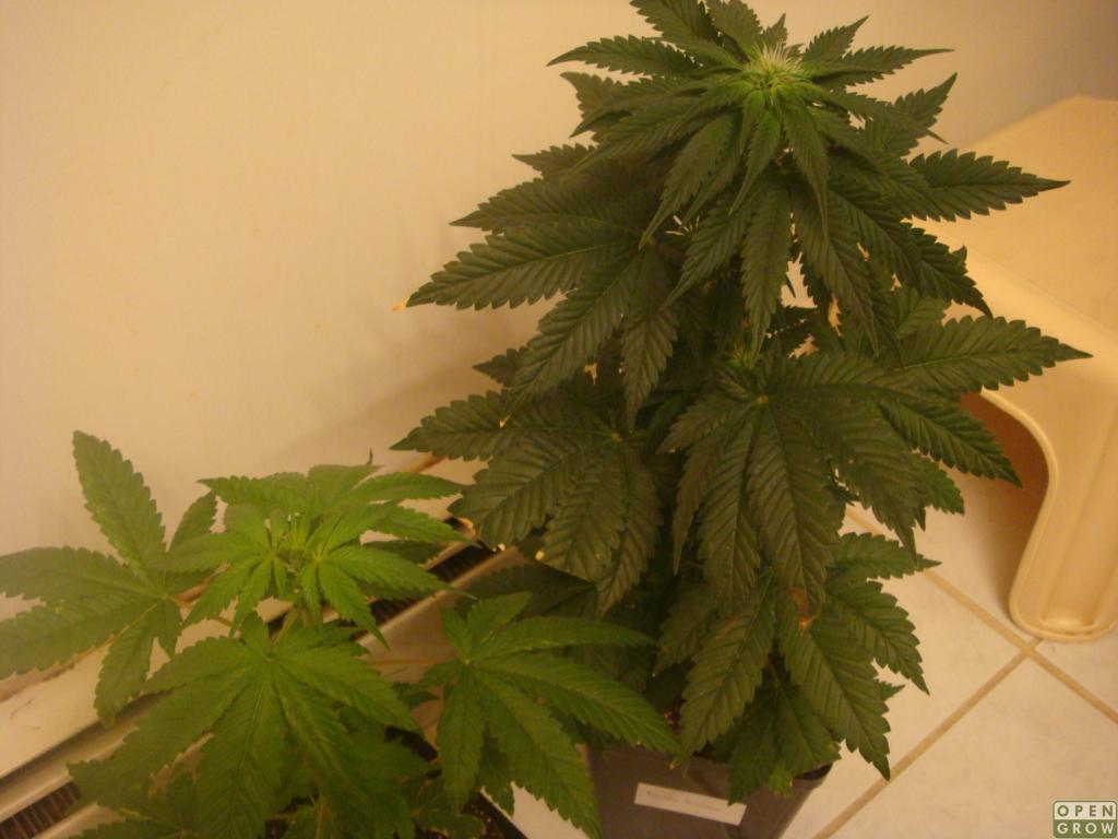 gallery_2717_1687_1361762.jpg