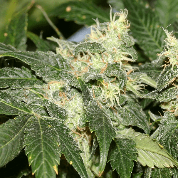 Hash-Plant.png