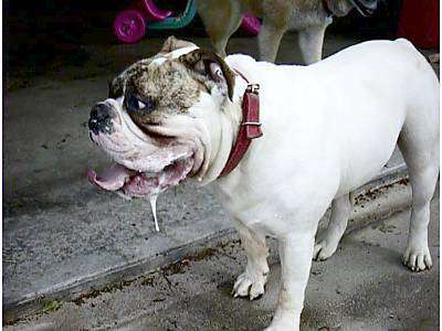 drool.jpg
