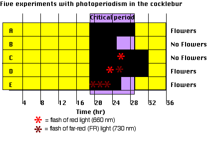 CockleburChart.gif