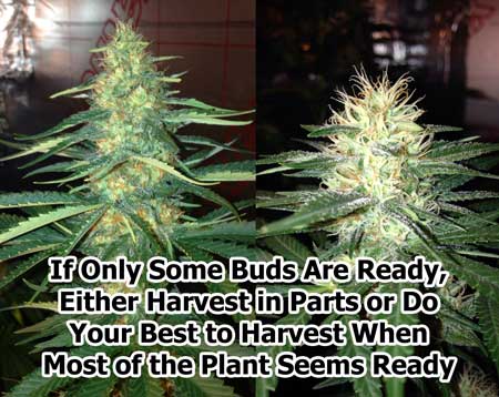 www.growweedeasy.com