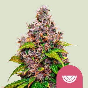 www.royalqueenseeds.com