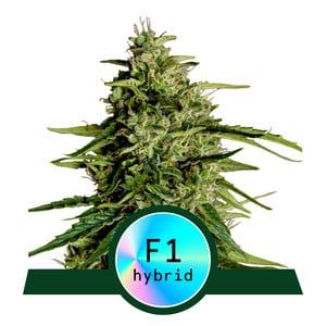 www.royalqueenseeds.com