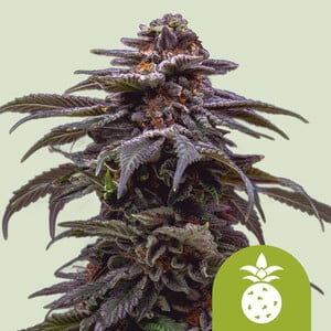 www.royalqueenseeds.com