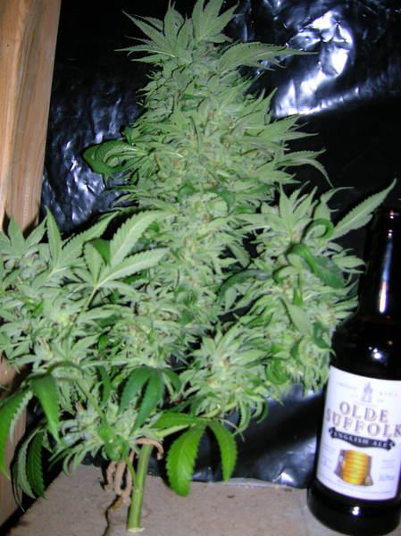 Harvest_022.jpg
