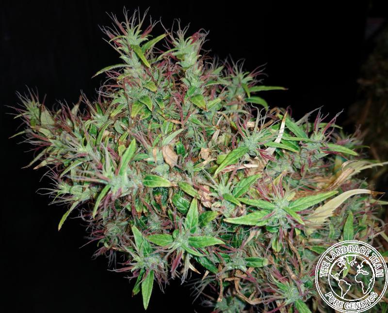 www.tltseeds.com