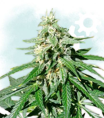 www.cannaconnection.com