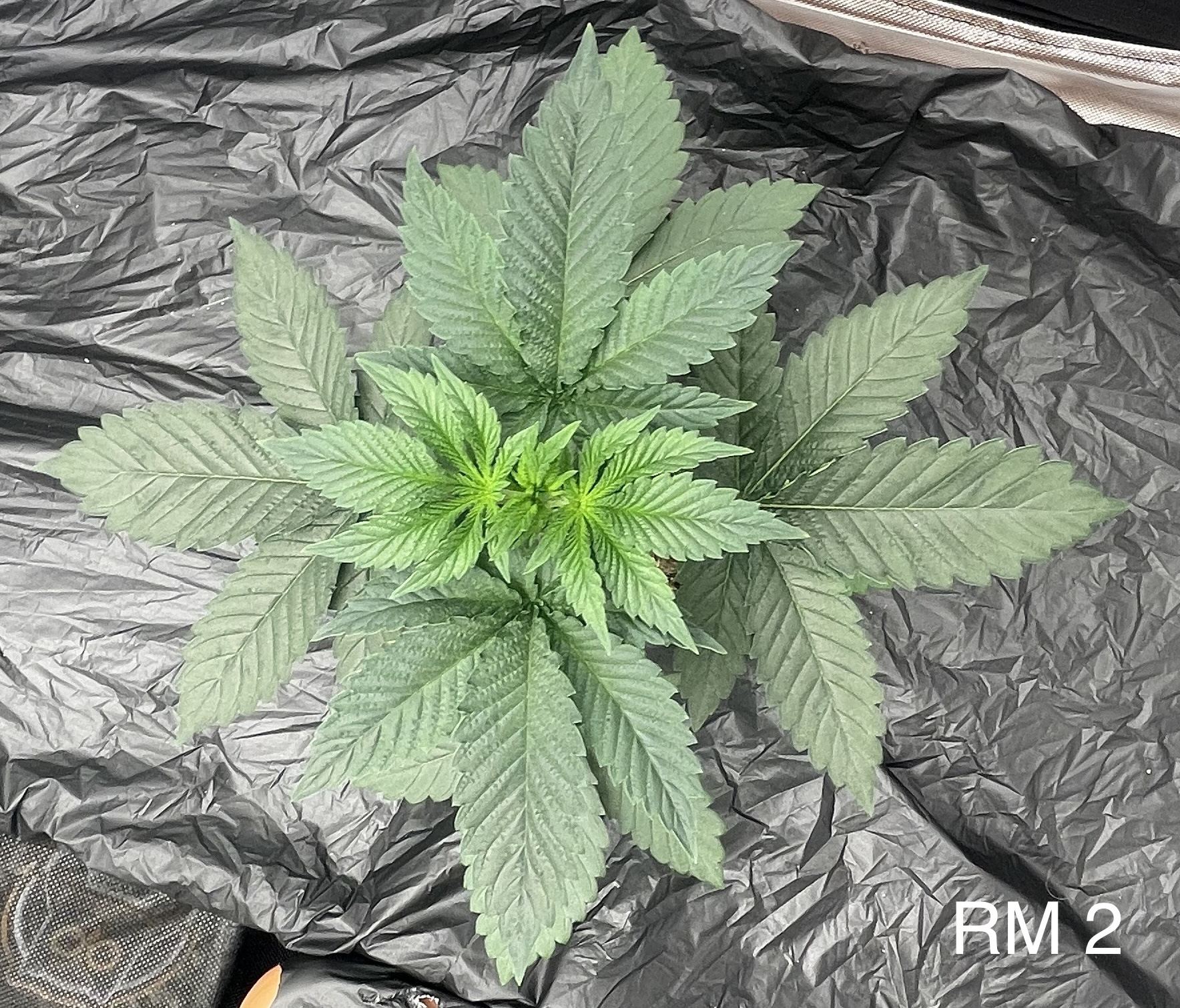 upload_2023-8-17_1-32-5.jpeg