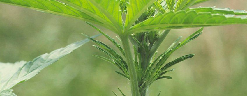 Late Vegetative