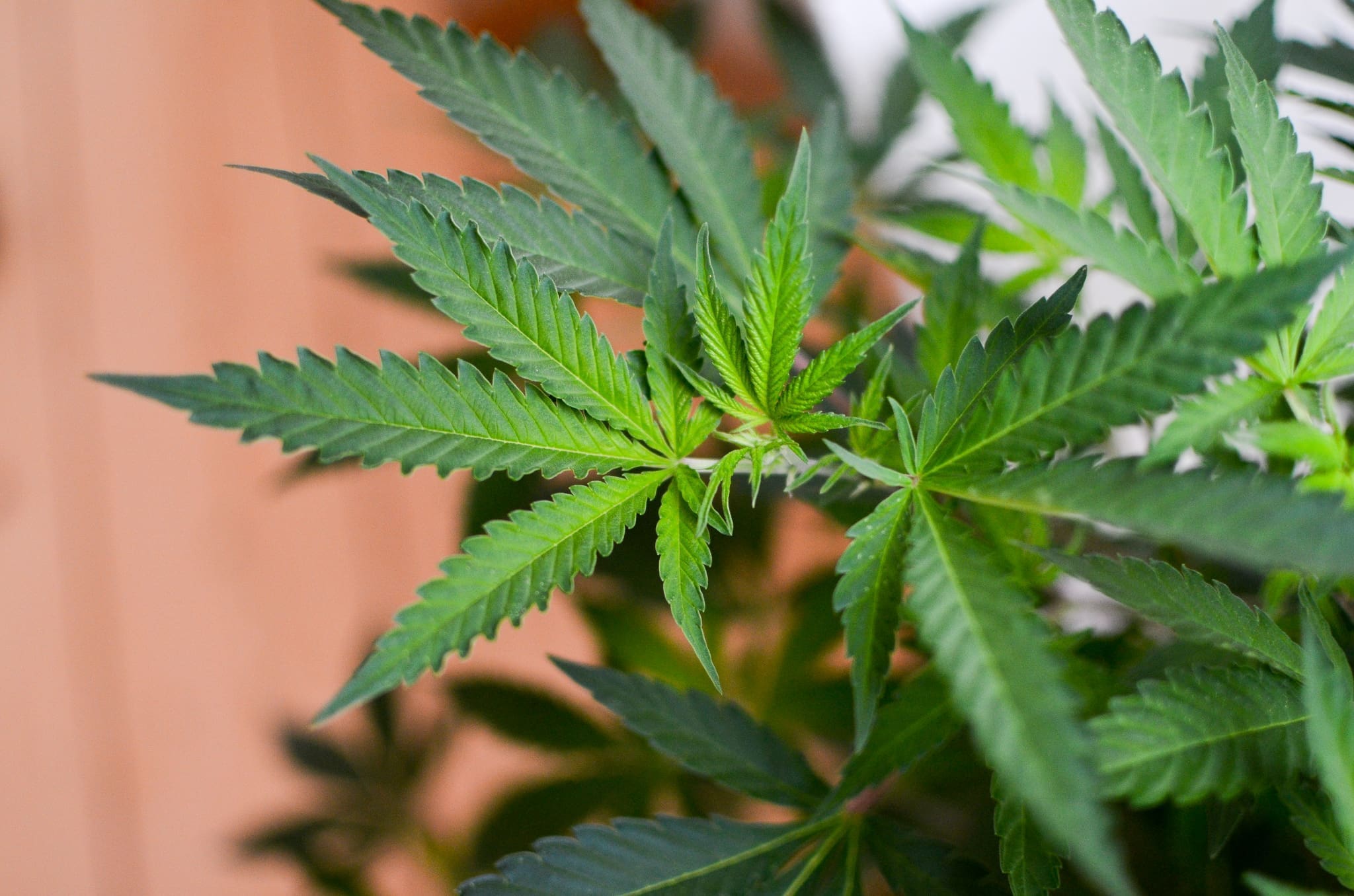 www.marijuanamoment.net