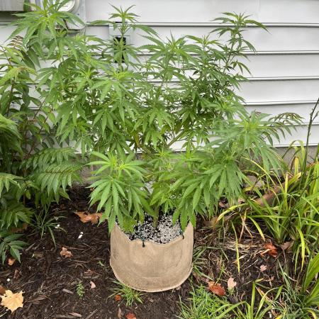growdiaries.com