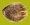 4557-seed.jpg