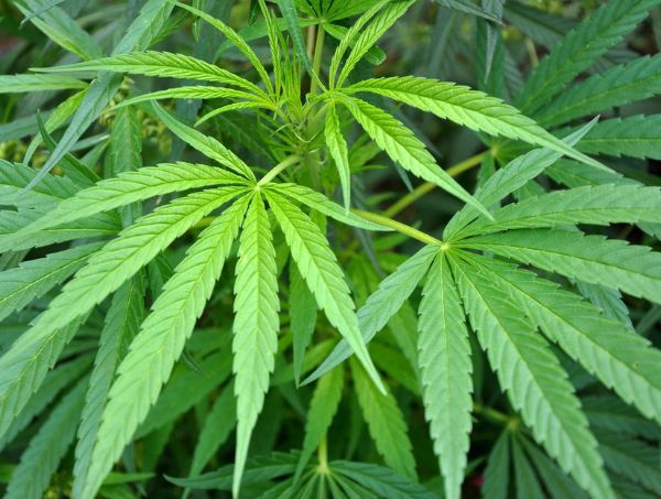 www.growbarato.net