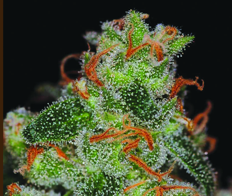 www.weedworldmagazine.org