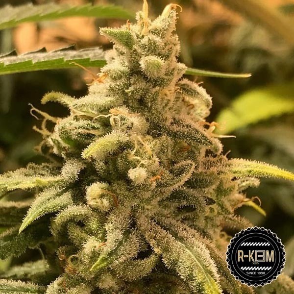 www.growbarato.net