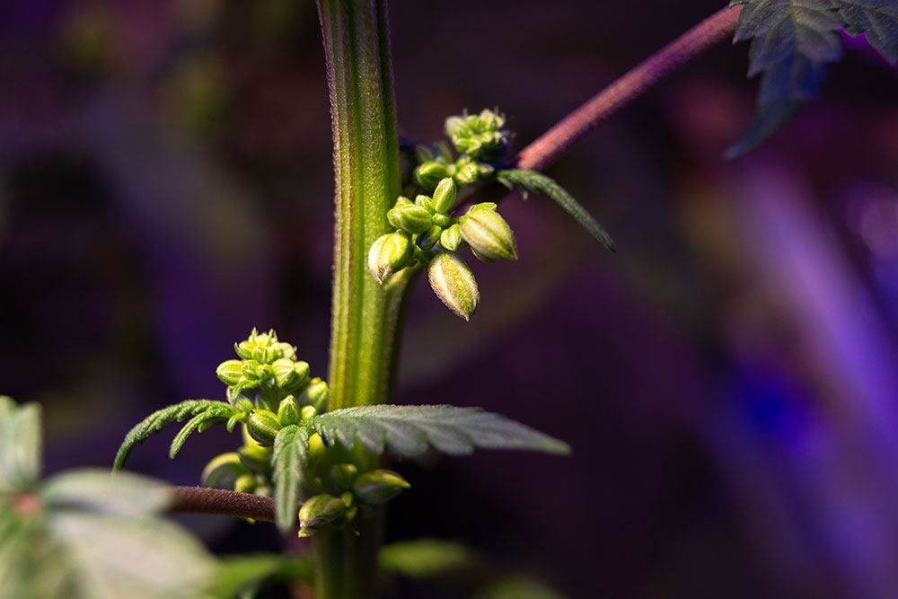 www.marijuana-seeds.nl