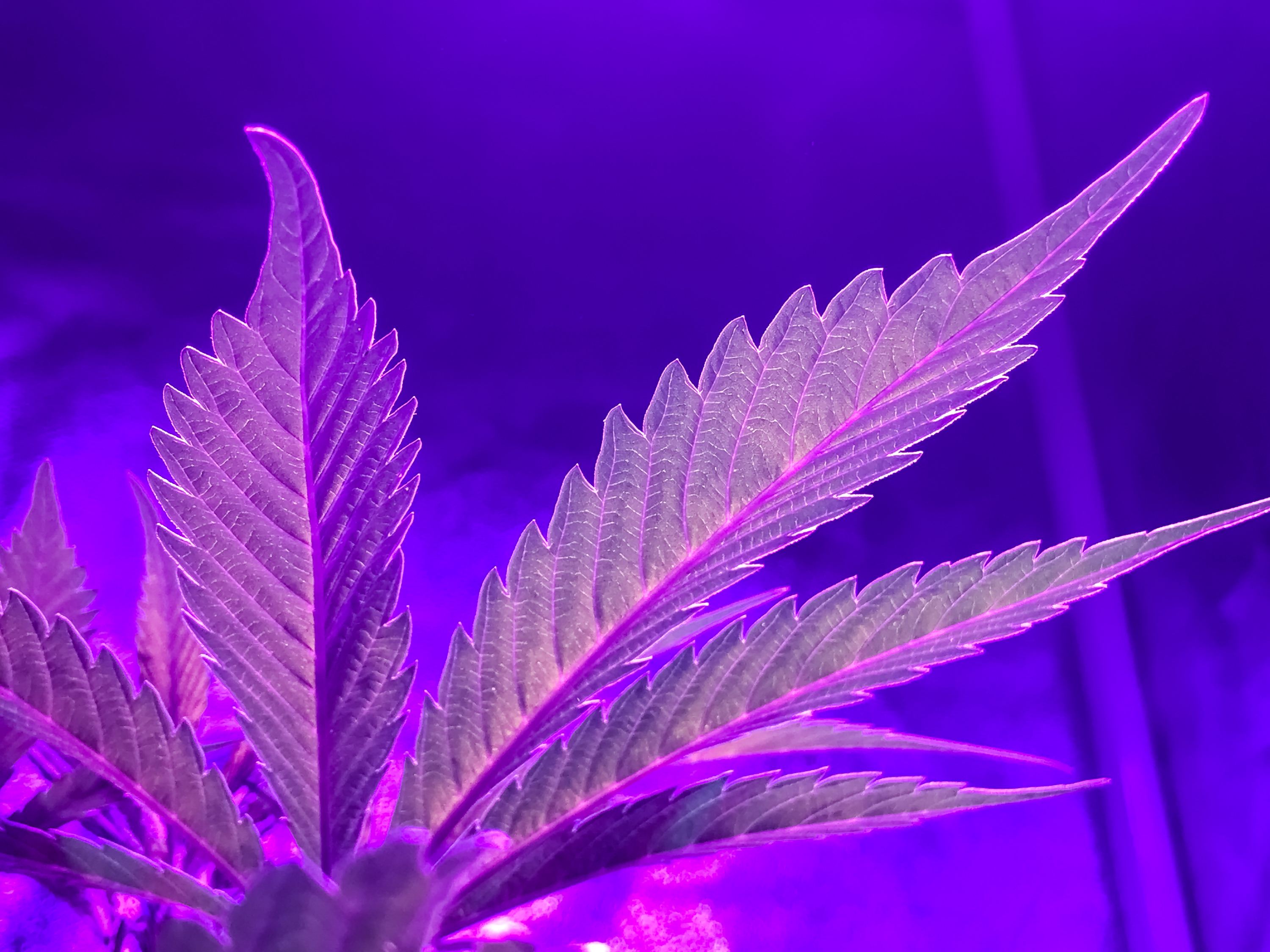 Disadvantages of Using Green Lights to Grow Cannabis
