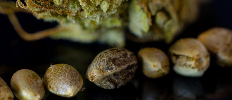 www.cannaconnection.com