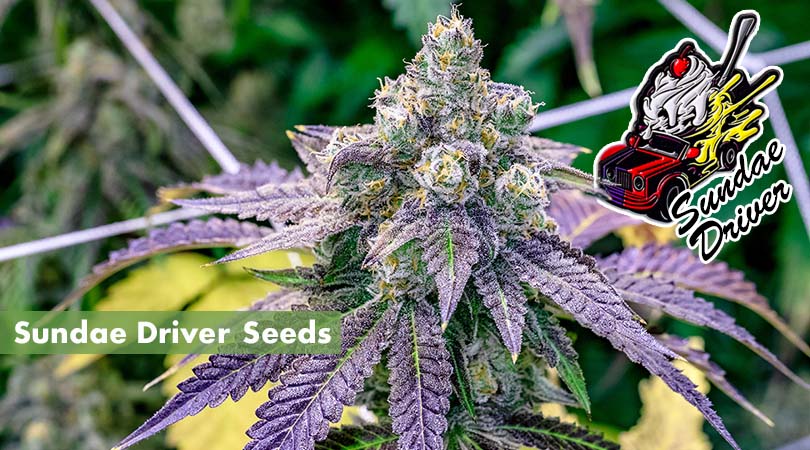 Sundae-Driver-Seeds-Cover-Photo.jpg