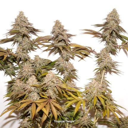 tropical-tangie.jpg