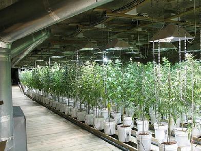 full_1302643597392_weed_grow.jpg