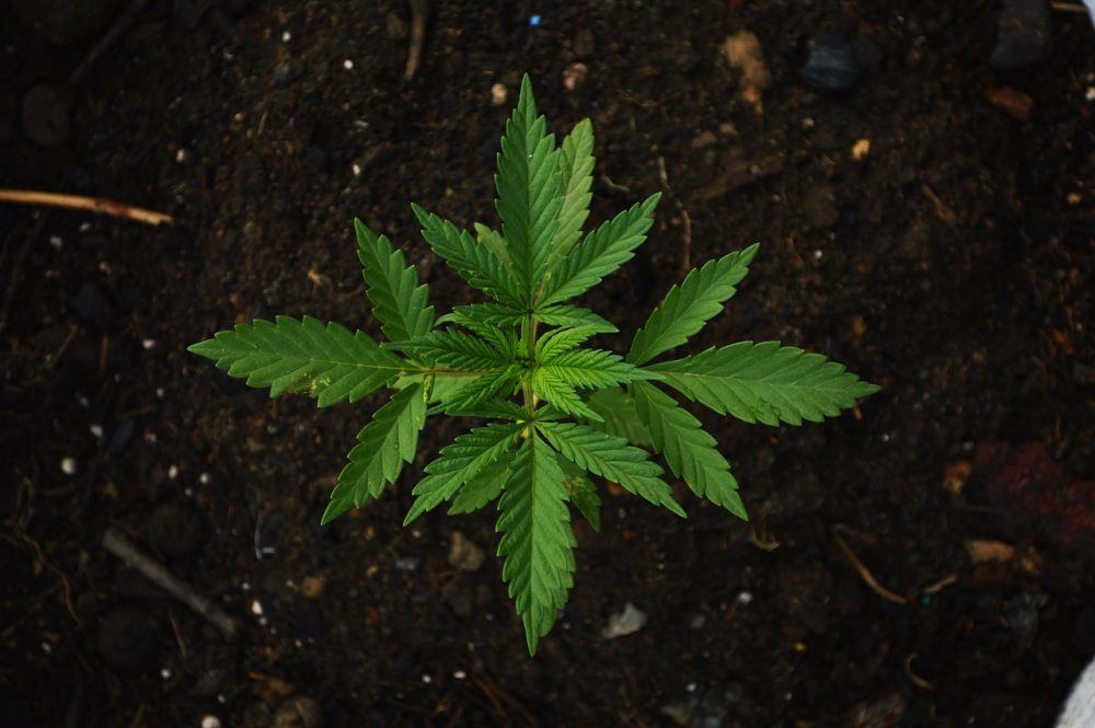 www.marijuanamoment.net