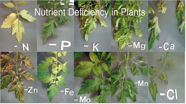 www.epicgardening.com