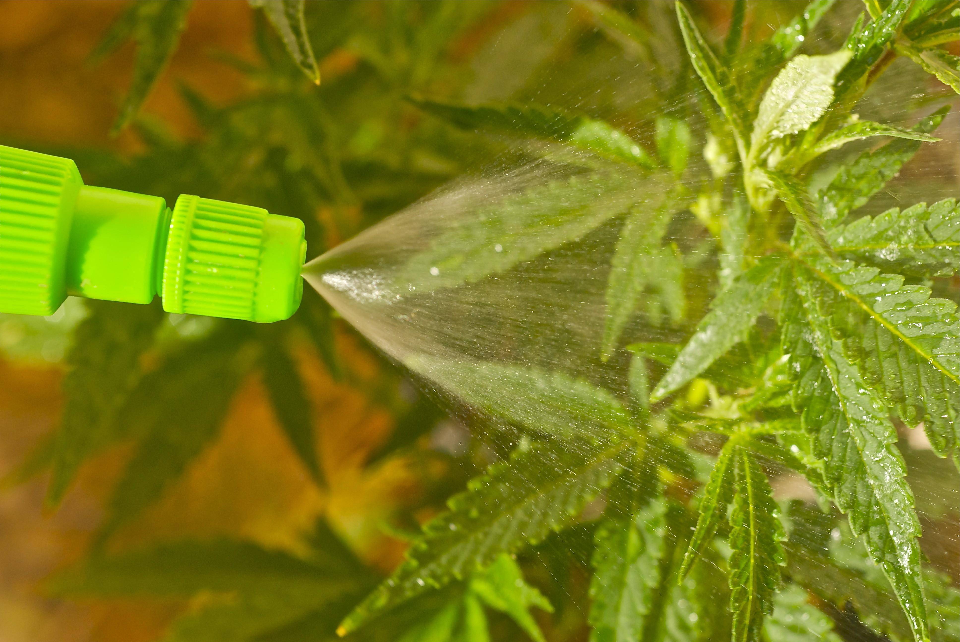 bigbudsmag.com