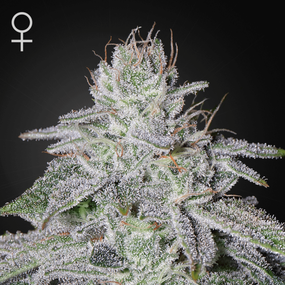 marijuanasa.co.za