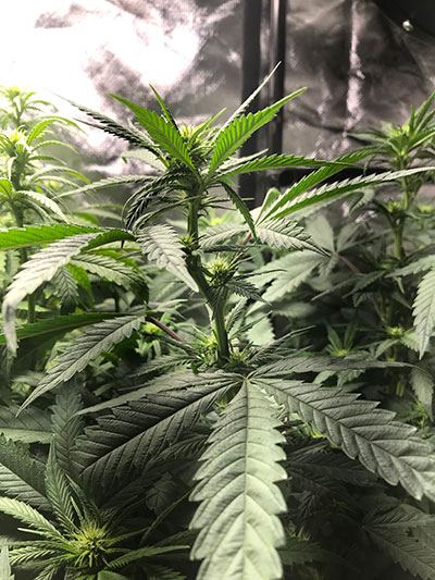 CottonCandyWk10.jpg