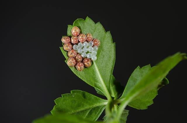 plantscraze.com