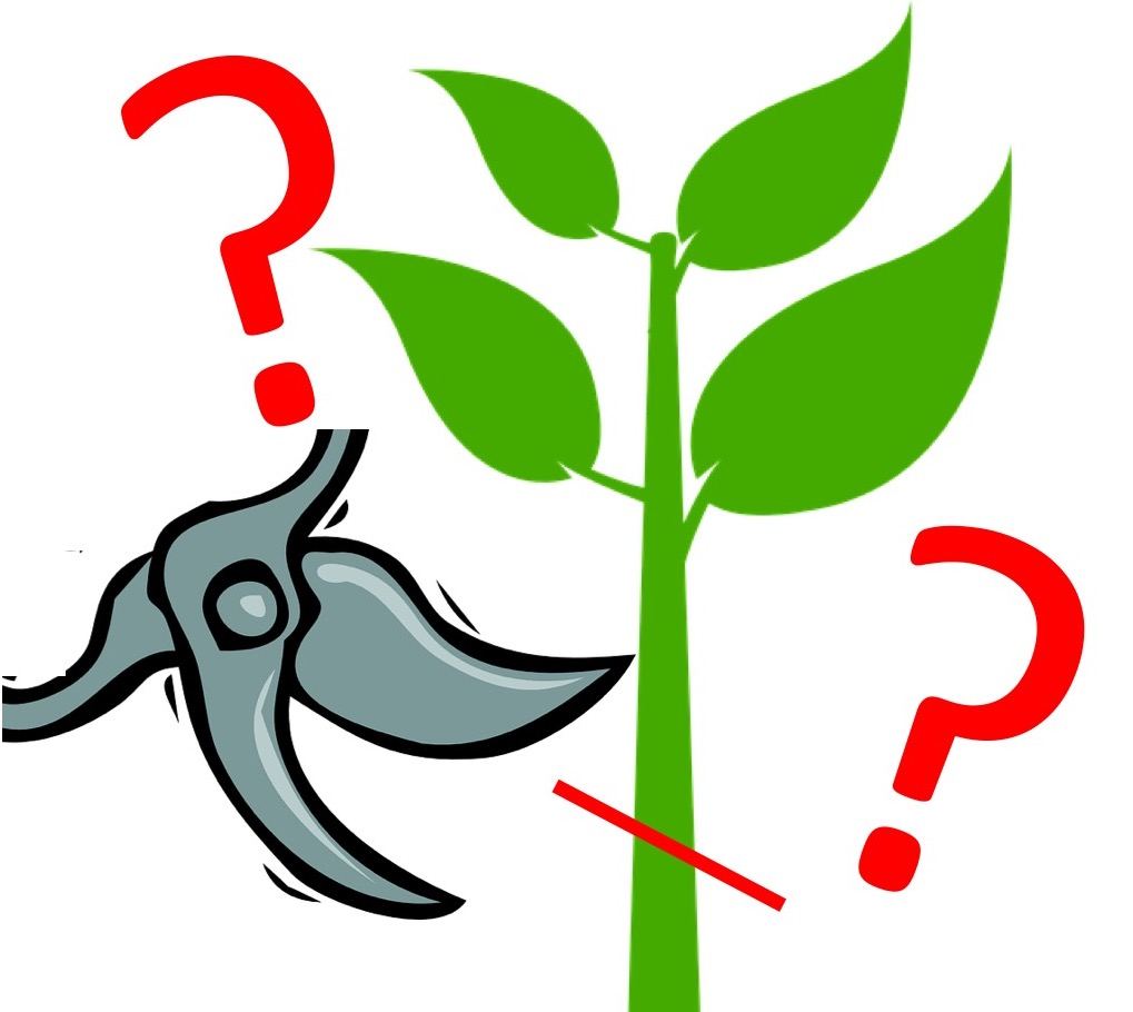 laidbackgardener.blog
