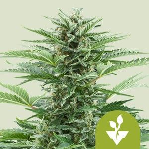 www.royalqueenseeds.com
