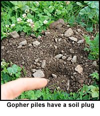 GotGophers_photo01.jpg