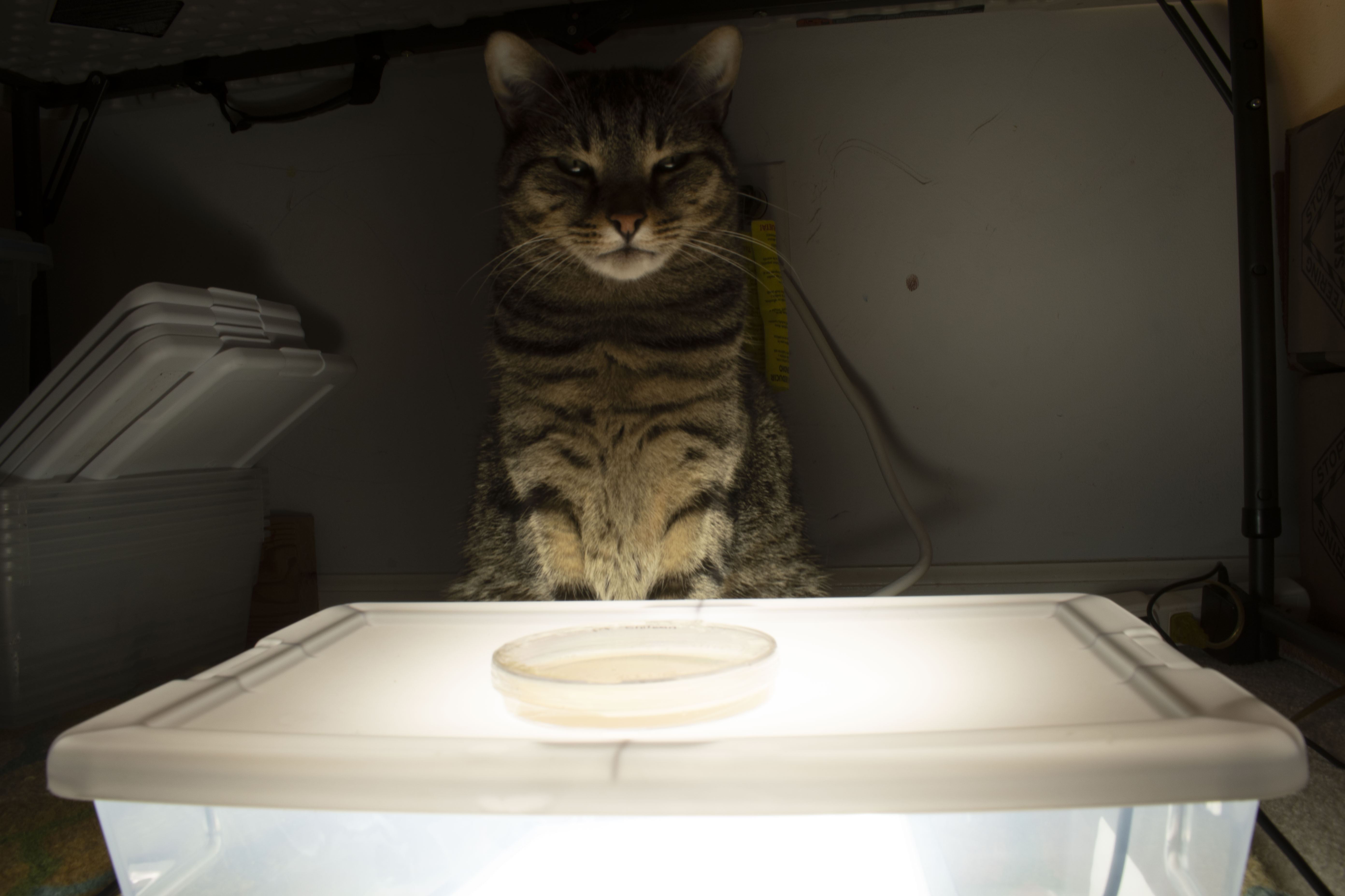 catspell.jpg