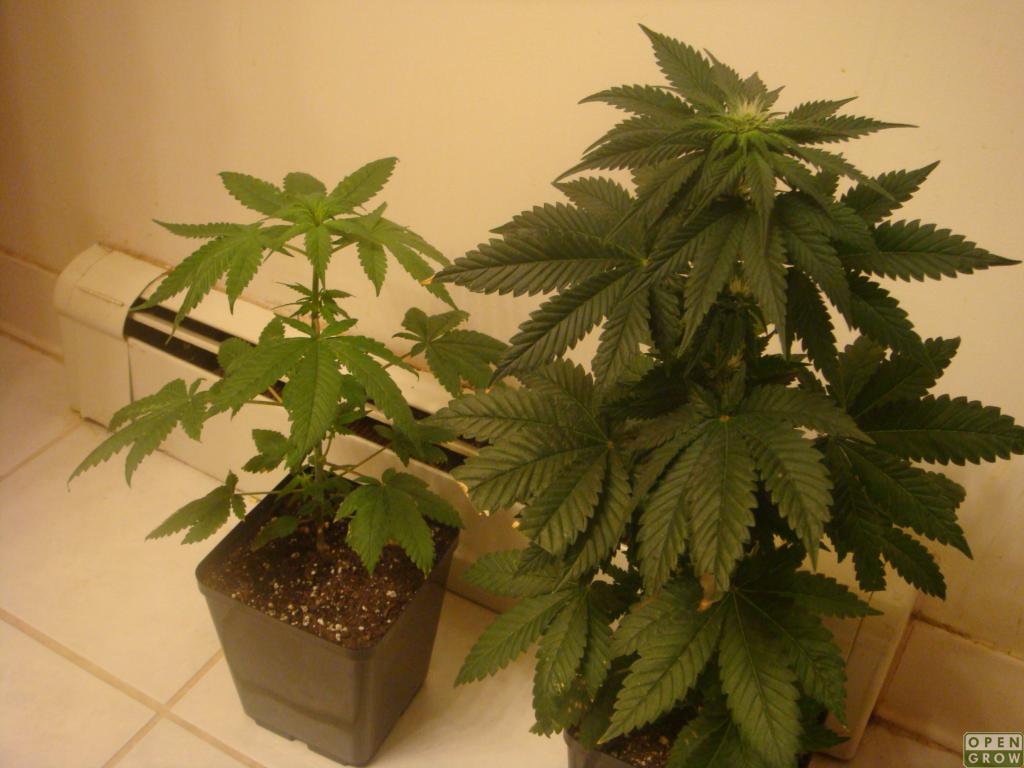 gallery_2717_1687_787923.jpg
