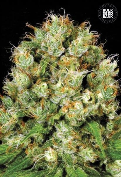 oaseeds.com