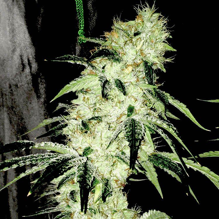 www.gelatoseeds.com