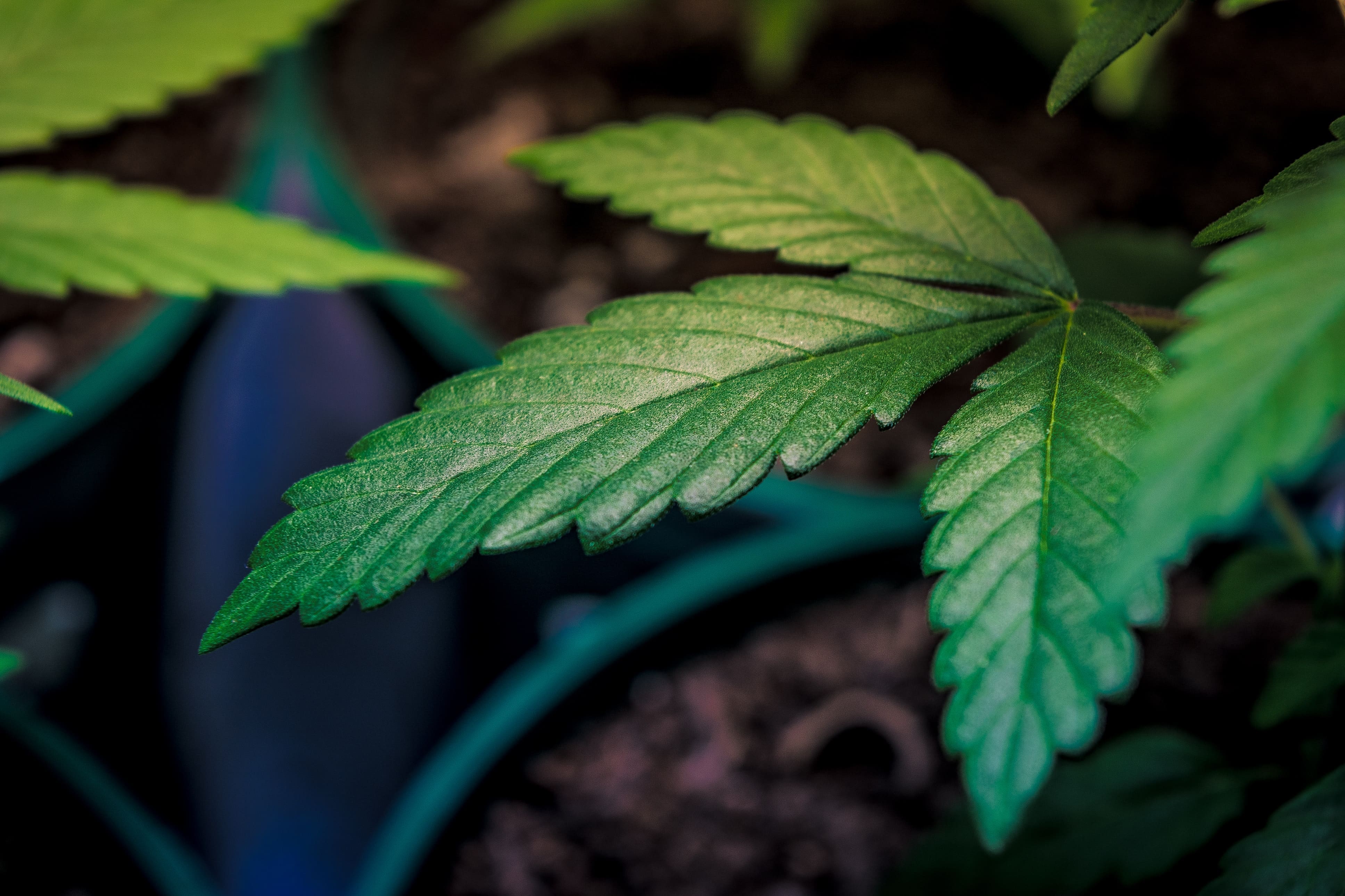 www.marijuanamoment.net