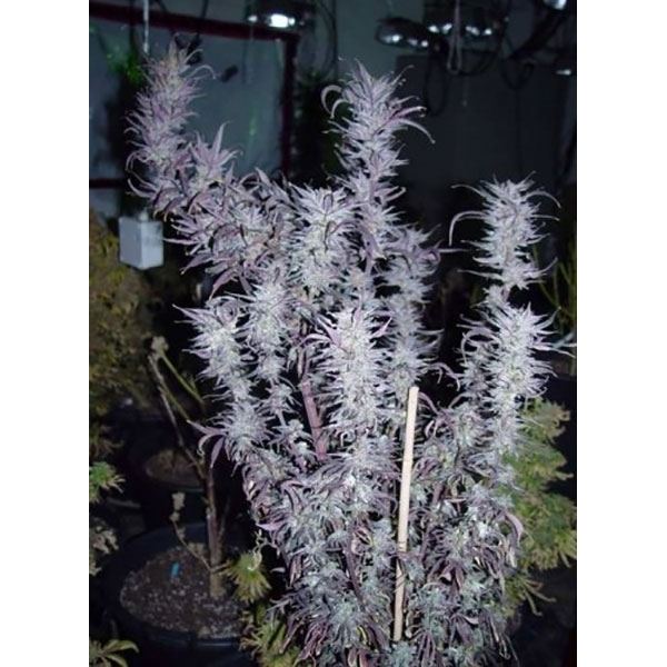 blueberry-regular.jpg
