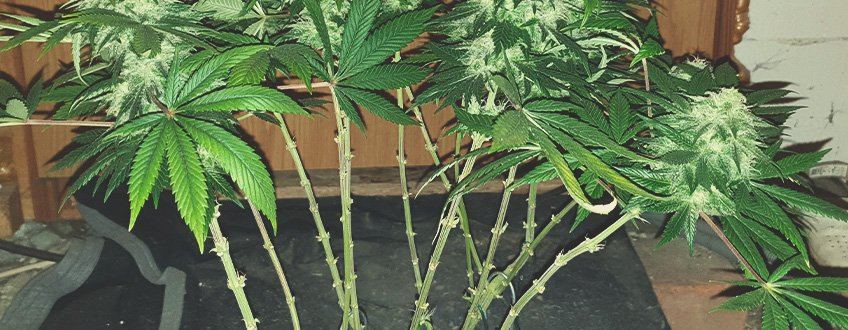Defoliation
