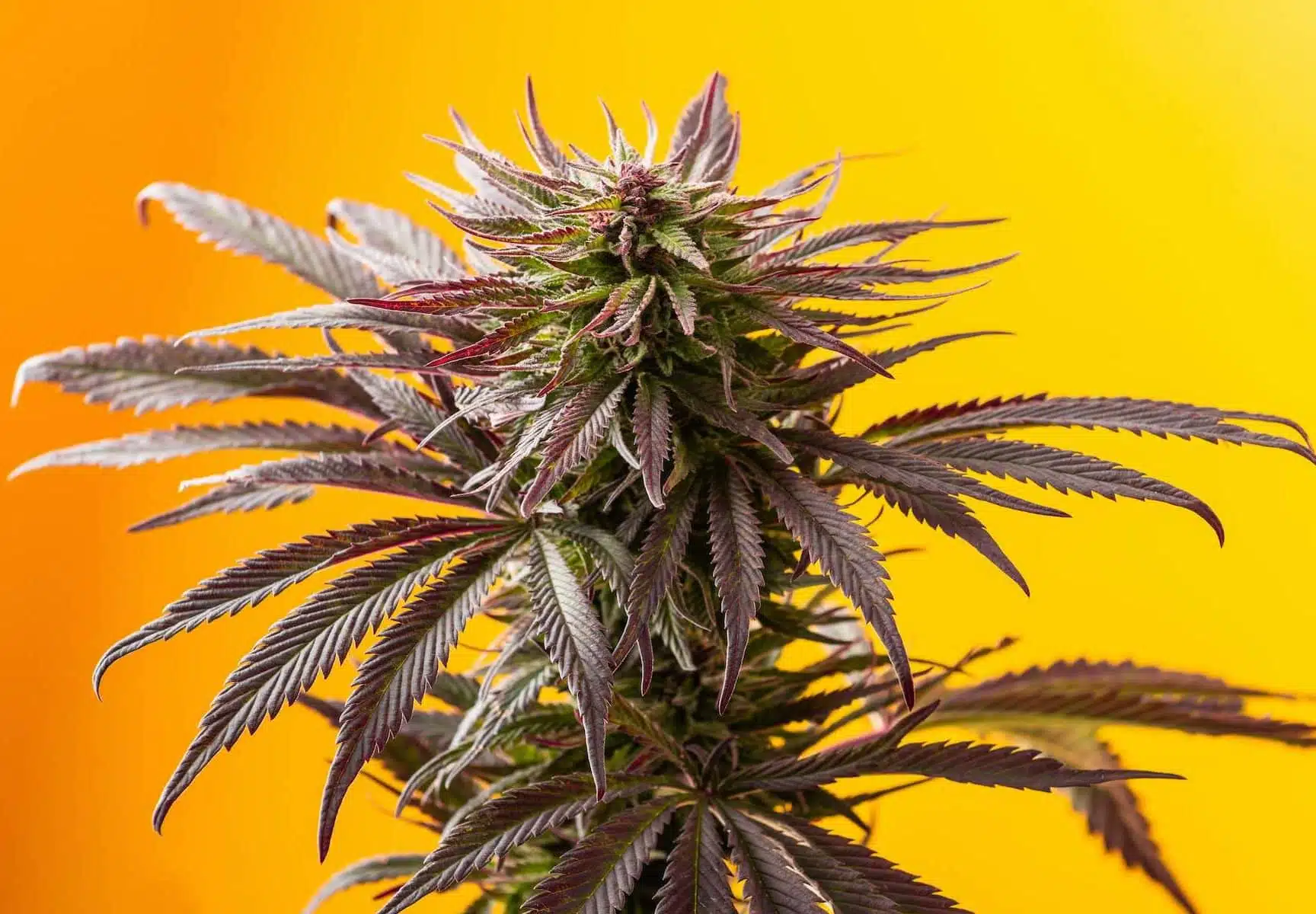 theseedfair.com
