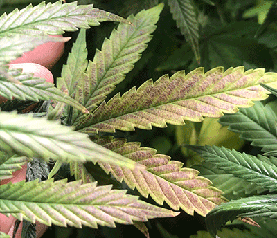 PurpleLEaves-1.png