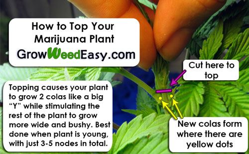 how-to-top-your-marijuana-plant-sm.jpg