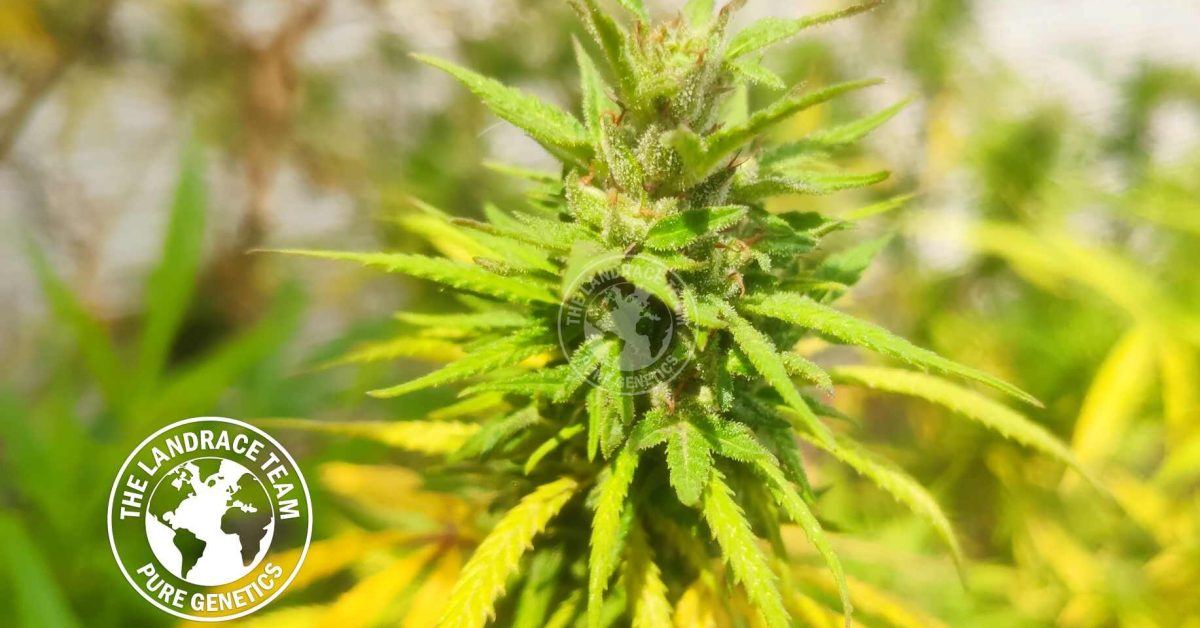 www.tltseeds.com