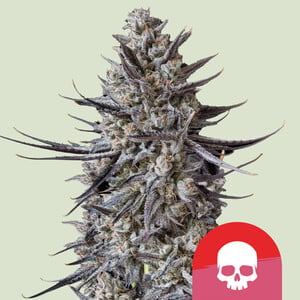 www.royalqueenseeds.com