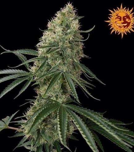 www.cannaconnection.com